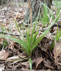 Attēlu rezultāti vaicājumam “Luzula luzuloides fruit”