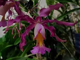 Attēlu rezultāti vaicājumam “Milesina murariae”