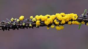 Attēlu rezultāti vaicājumam “Physarum virescens”