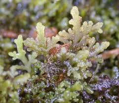 Attēlu rezultāti vaicājumam “Riccardia incurvata”