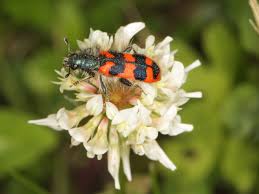 Attēlu rezultāti vaicājumam “Cleridae”