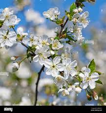 Attēlu rezultāti vaicājumam “Cerasus flower”