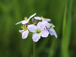 Attēlu rezultāti vaicājumam “Cardamine pratensis flower”