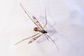 Attēlu rezultāti vaicājumam “Ptychoptera sp.”