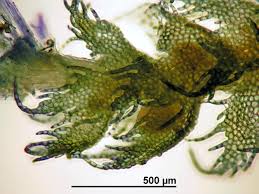 Attēlu rezultāti vaicājumam “Ptilidium pulcherrimum”