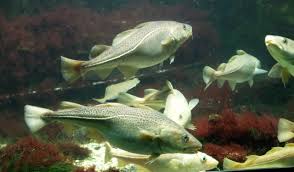 Image result for Gadus morhua