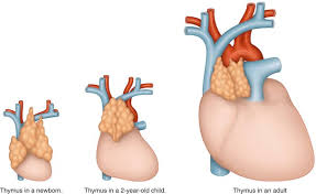Image result for Thymus