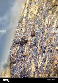 Attēlu rezultāti vaicājumam “Licea minima”