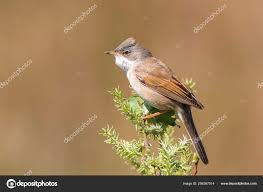 Attēlu rezultāti vaicājumam “Sylvia communis”