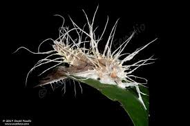 Attēlu rezultāti vaicājumam “Akanthomyces aculeatus”