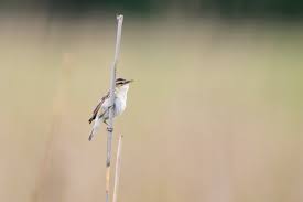 Attēlu rezultāti vaicājumam “Acrocephalus schoenobaenus adult”
