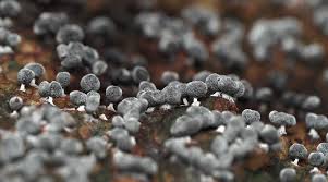 Attēlu rezultāti vaicājumam “Badhamia melanospora macro”