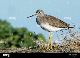 Image result for Tringa melanoleuca