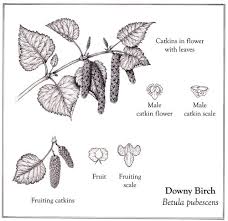 Attēlu rezultāti vaicājumam “Betula pubescens flower”