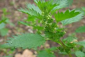 Attēlu rezultāti vaicājumam “Urtica urens leaf”