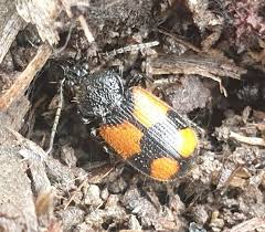 Attēlu rezultāti vaicājumam “Panagaeus cruxmajor”