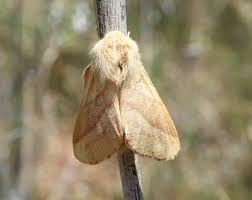 Attēlu rezultāti vaicājumam “Malacosoma neustria”