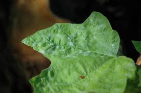 Attēlu rezultāti vaicājumam “Sawadaea tulasnei”