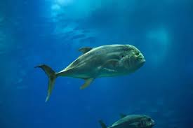 Image result for Caranx hippos