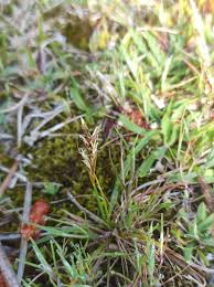 Attēlu rezultāti vaicājumam “Carex arenaria”