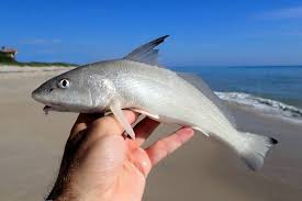 Image result for Menticirrhus littoralis