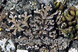 Attēlu rezultāti vaicājumam “Physconia enteroxantha”