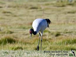 Attēlu rezultāti vaicājumam “Grus grus adult”