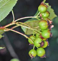 Attēlu rezultāti vaicājumam “Crataegus macracantha”