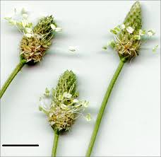 Attēlu rezultāti vaicājumam “Plantago lanceolata flower”