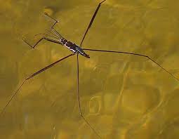 Attēlu rezultāti vaicājumam “Gerridae”