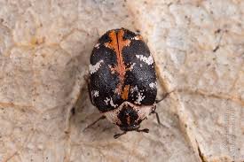 Attēlu rezultāti vaicājumam “Anthrenus scrophulariae”