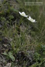 Attēlu rezultāti vaicājumam “Parnassia palustris”