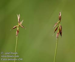 Attēlu rezultāti vaicājumam “Carex pulicaris”