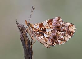 Attēlu rezultāti vaicājumam “Boloria dia underside”