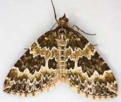 Attēlu rezultāti vaicājumam “Electrophaes corylata”