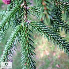 Attēlu rezultāti vaicājumam “Picea orientalis”