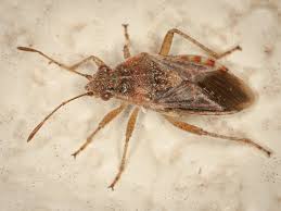 Attēlu rezultāti vaicājumam “Heteroptera”