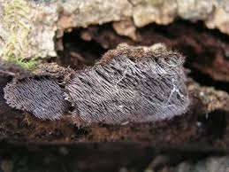 Attēlu rezultāti vaicājumam “Gloiodon strigosus”