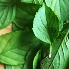 Attēlu rezultāti vaicājumam “Ocimum basilicum leaf”