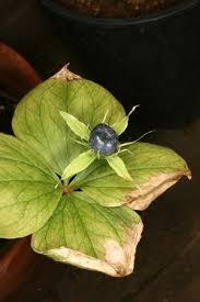 Attēlu rezultāti vaicājumam “Paris quadrifolia bud”