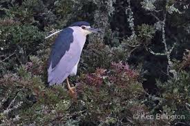 Attēlu rezultāti vaicājumam “Nycticorax nycticorax”