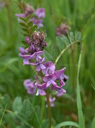Attēlu rezultāti vaicājumam “Vicia sepium”