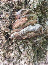 Attēlu rezultāti vaicājumam “Phellinus robustus”