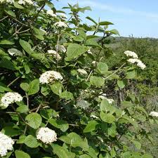 Attēlu rezultāti vaicājumam “Viburnum lantana”