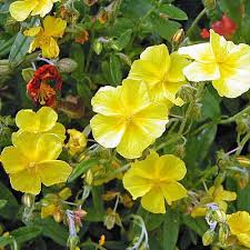 Attēlu rezultāti vaicājumam “Helianthemum nummularium flower”