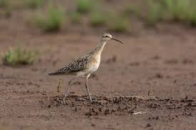Image result for Numenius minutus