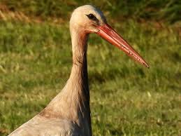 Attēlu rezultāti vaicājumam “Ciconia ciconia adult”