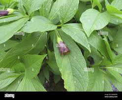 Attēlu rezultāti vaicājumam “Scopolia carniolica leaf”