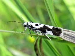 Attēlu rezultāti vaicājumam “Elachistidae”
