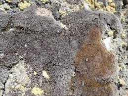 Attēlu rezultāti vaicājumam “Syntrichia”